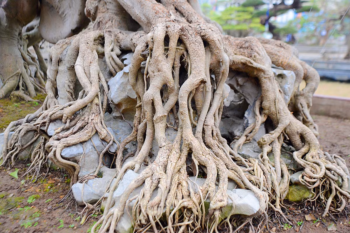 Theo chủ nhà vườn, phải mất rất nhiều công sức, ông mới mua được cây sanh đặc biệt này.