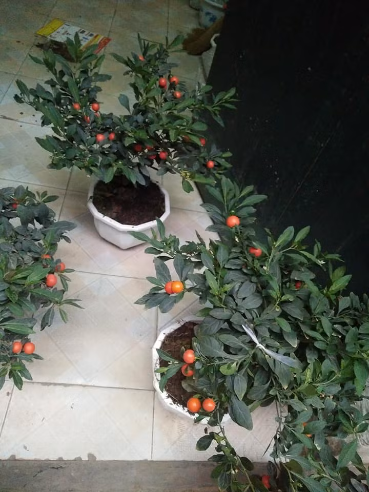 Loại cây cảnh Tết này có dáng nhỏ, gọn và đẹp. Ảnh: FB Thu Thủy.