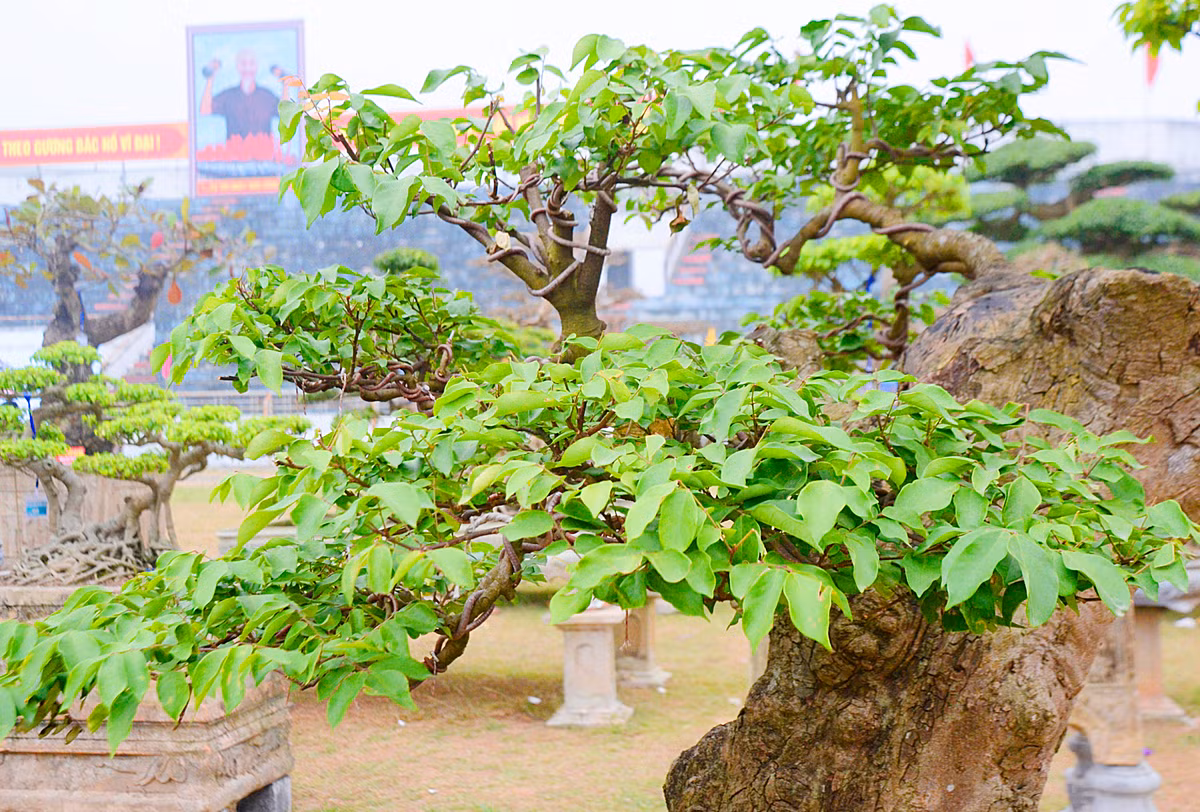 Các cành cây mọc chìa ra xung quanh tạo tán rộng.