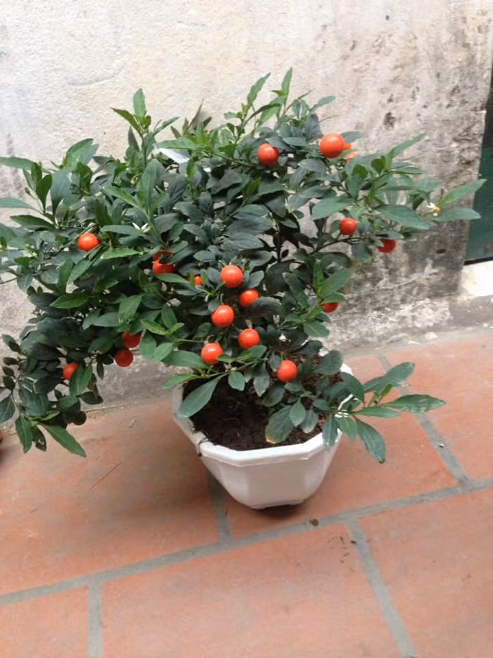 Loại cây này được bày bán nhiều ở chợ Quảng Bá, đường Hoàng Hoa Thám. Ảnh: FB Thu Thủy.