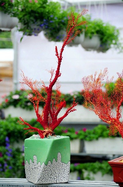 Theo người bán, san hô đỏ là loại san hô quý giá trong lòng đại dương. Ảnh: Dân Việt.