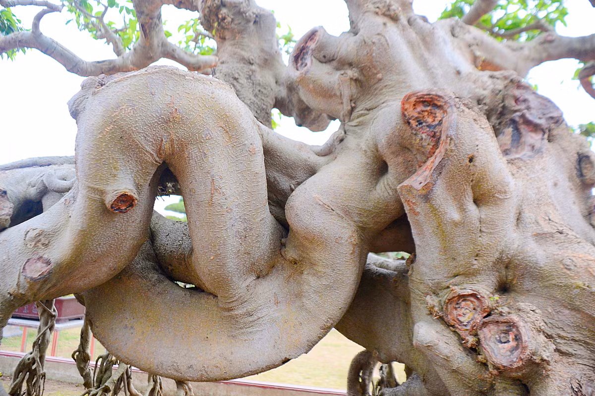 Dưới bàn tay khéo léo, nghệ nhân đã thổi cái hồn lãng mạn, bay bổng mà tinh tế vào những cành, lá khô khan bằng những đường nét tỉ mỉ, sáng tạo, giàu cảm xúc...