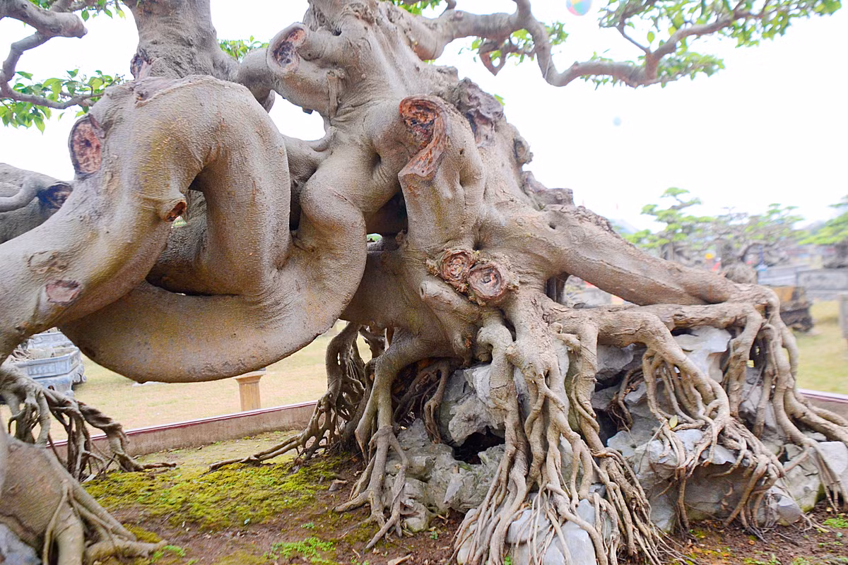 Gốc cây sanh cổ to, rễ cuộn gọn như con hổ ngồi vững chắc.