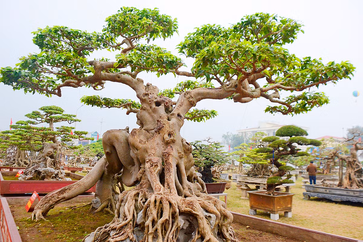 "Một gốc cây nhìn như con mãnh hổ, một gốc cây đối diện như hai con rồng cuộn vào nhau, nên tác phẩm có tên như vậy", chủ nhà vườn chia sẻ.