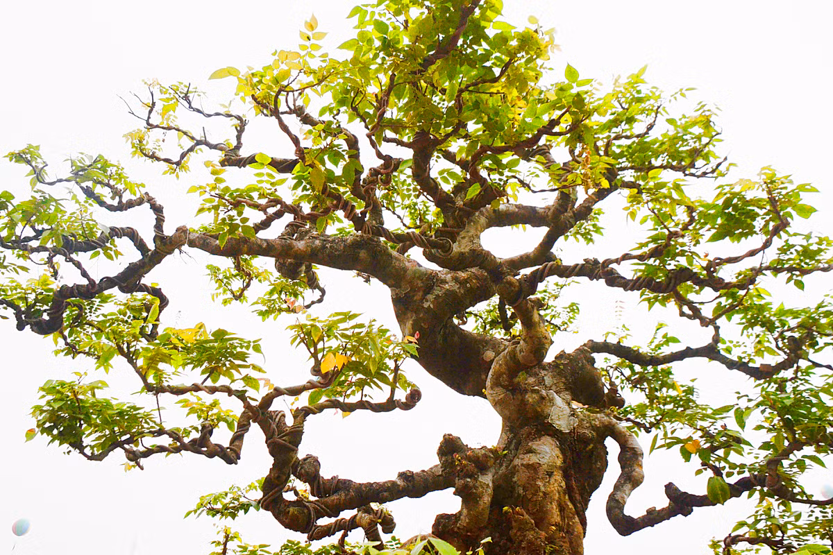 Các cành đan xen vào nhau nhìn như một ngọn núi nên cây khế này có tên "Kết mộc vi sơn".