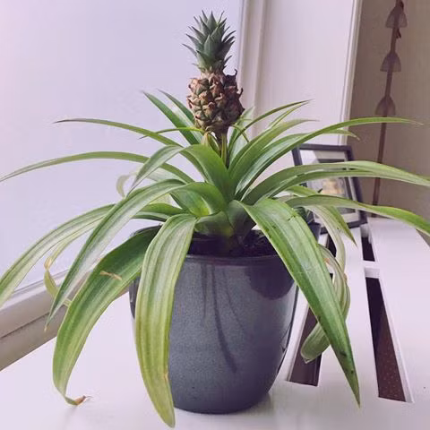 Bonsai dua chung Tet sieu doc khien dan HN me dam-Hinh-12