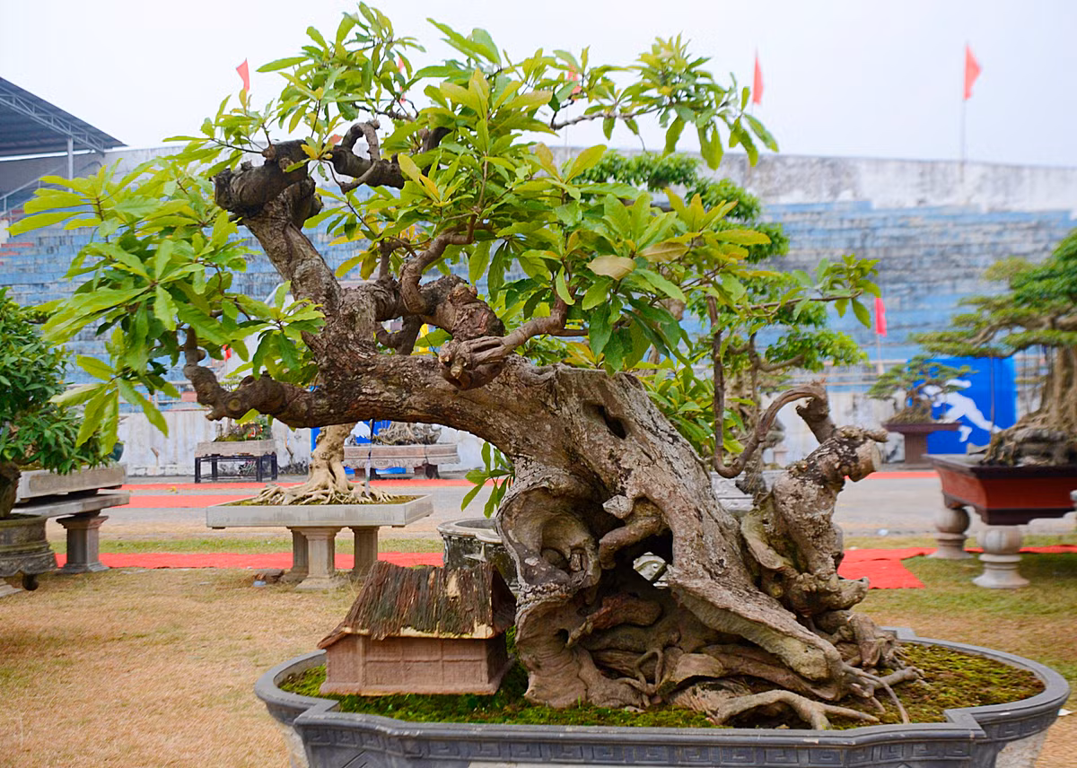 Thân cây lộc vừng cổ nằm xiên về bên phải.