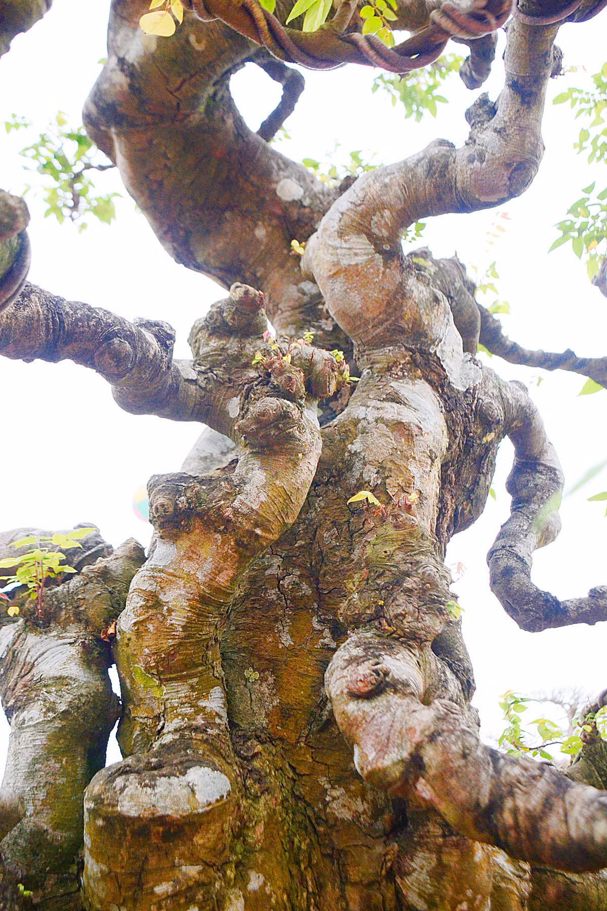 Những mầm xanh nhỏ mọc trên thân mốc trắng...