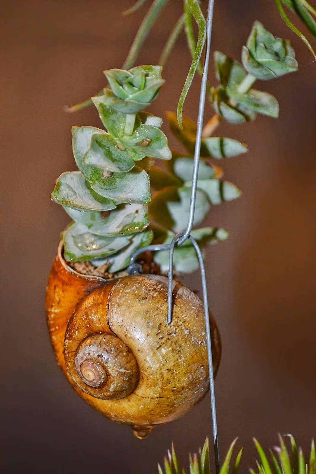 Màu xanh của lá cây nổi bật trên nền nâu đất của vỏ ốc, hình dáng tròn tròn hoặc thuôn dài của lá và những đường vân xoắn ốc là một sự kết hợp hài hòa nhưng độc đáo. Ảnh: gardener428.rssing.com