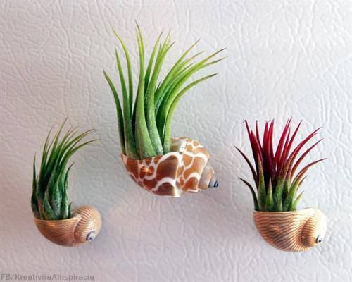 Loại loại cây cảnh này rất thích hợp trang trí không gian các quán cafe, nhà hàng... Ảnh: Air Plant Shop.Com.