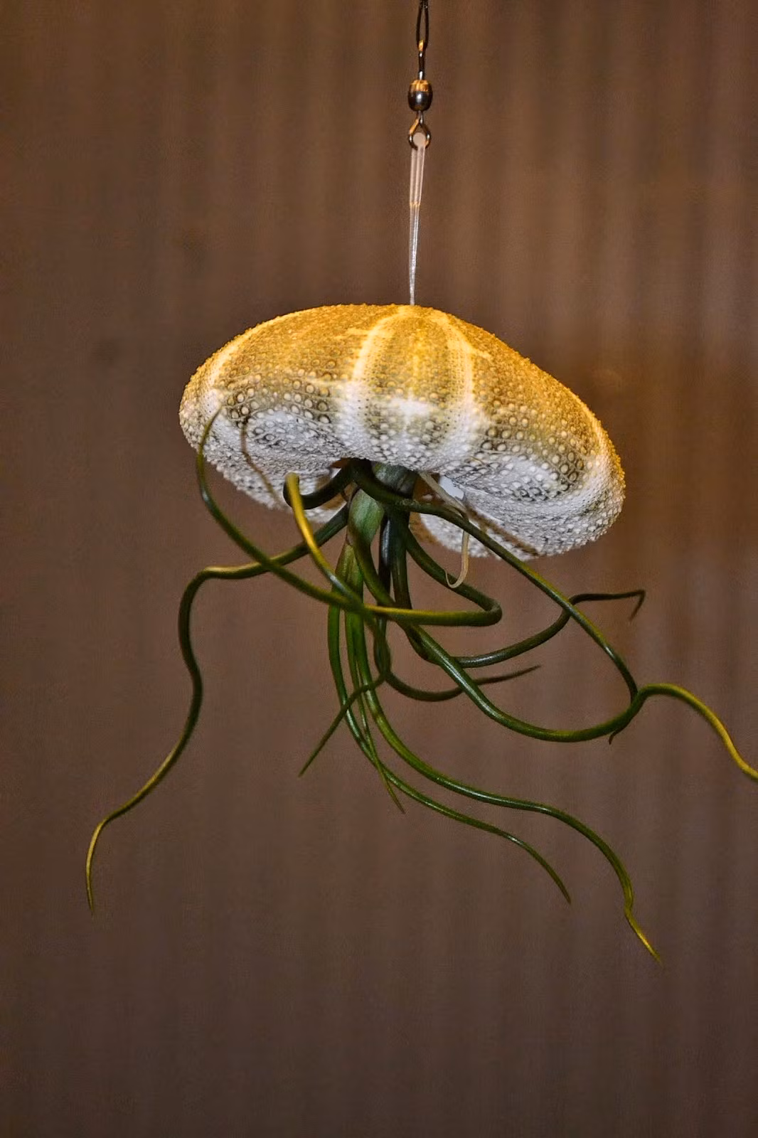 Các loại cây hoa thích hợp trồng trong vỏ ốc như: lan hạt dưa, lan hạt dưa cẩm thạch, lan tim, lan sò, lan son môi… Ảnh: gardener428.rssing.com.