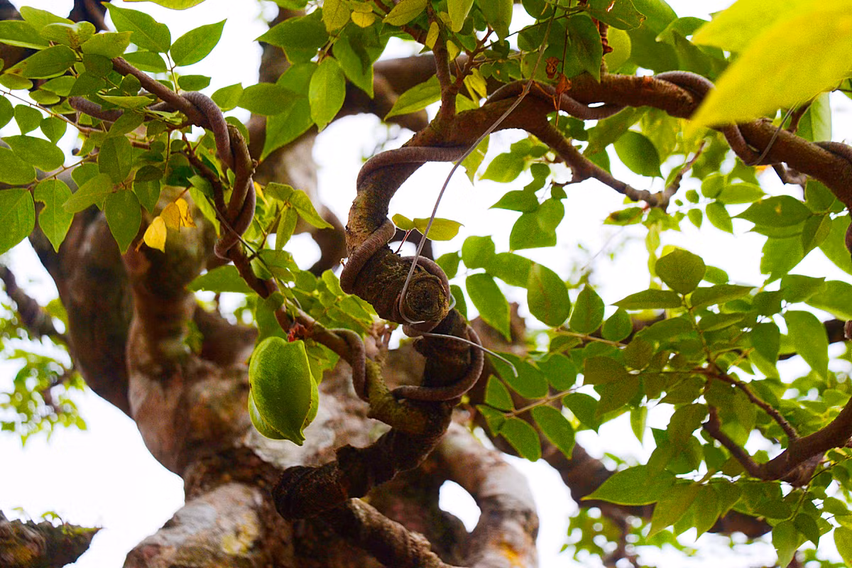 ...mang vẻ đẹp cổ kính, rêu phong...