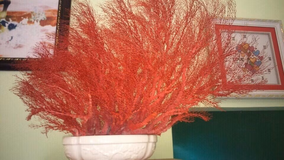 Thoạt nhìn, nó như một cây trồng bị rụng lá. Ảnh: baovatphongthuy.vn.