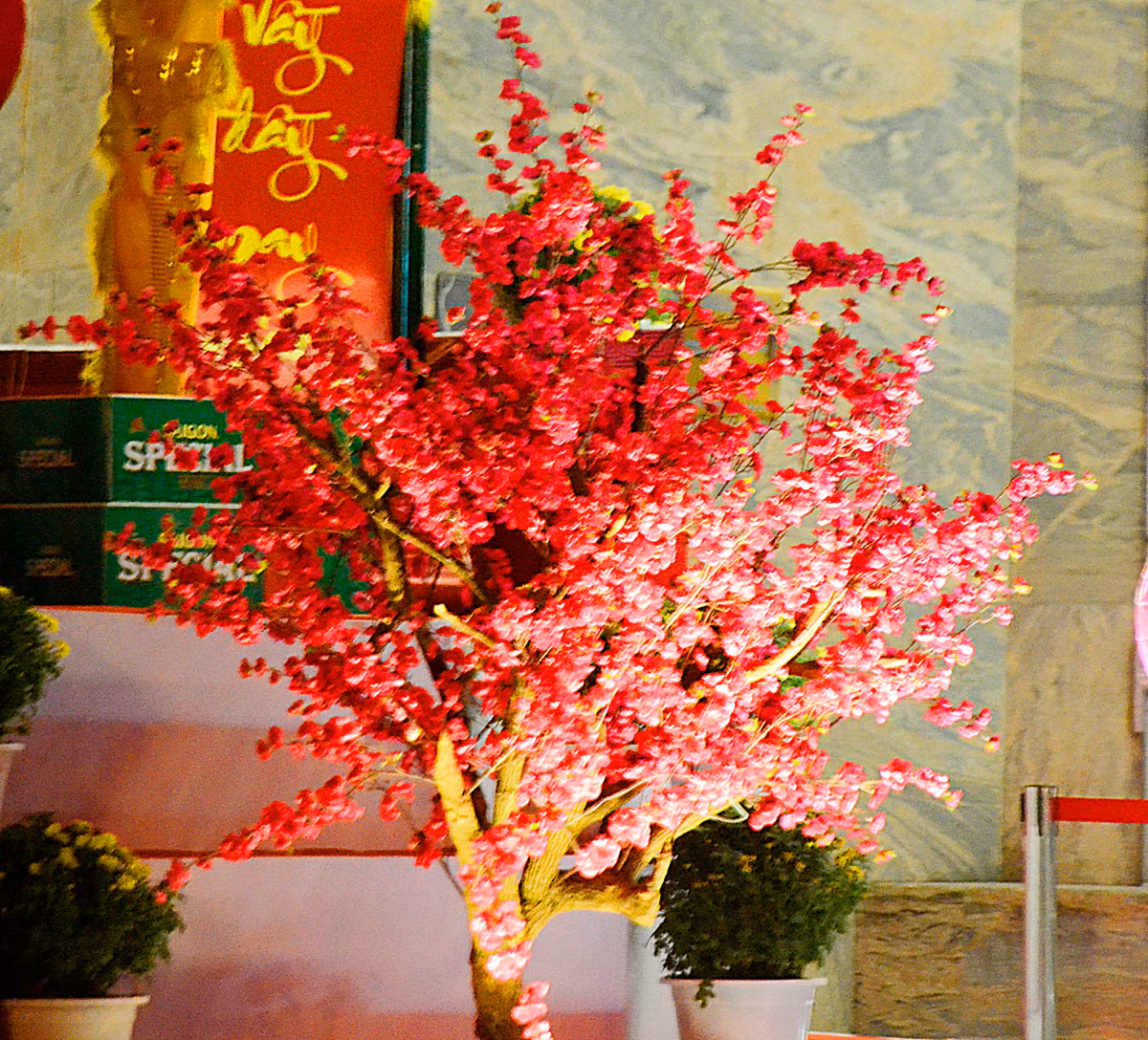 Không khí Tết ngập tràn với hình ảnh cây đào đỏ thắm.