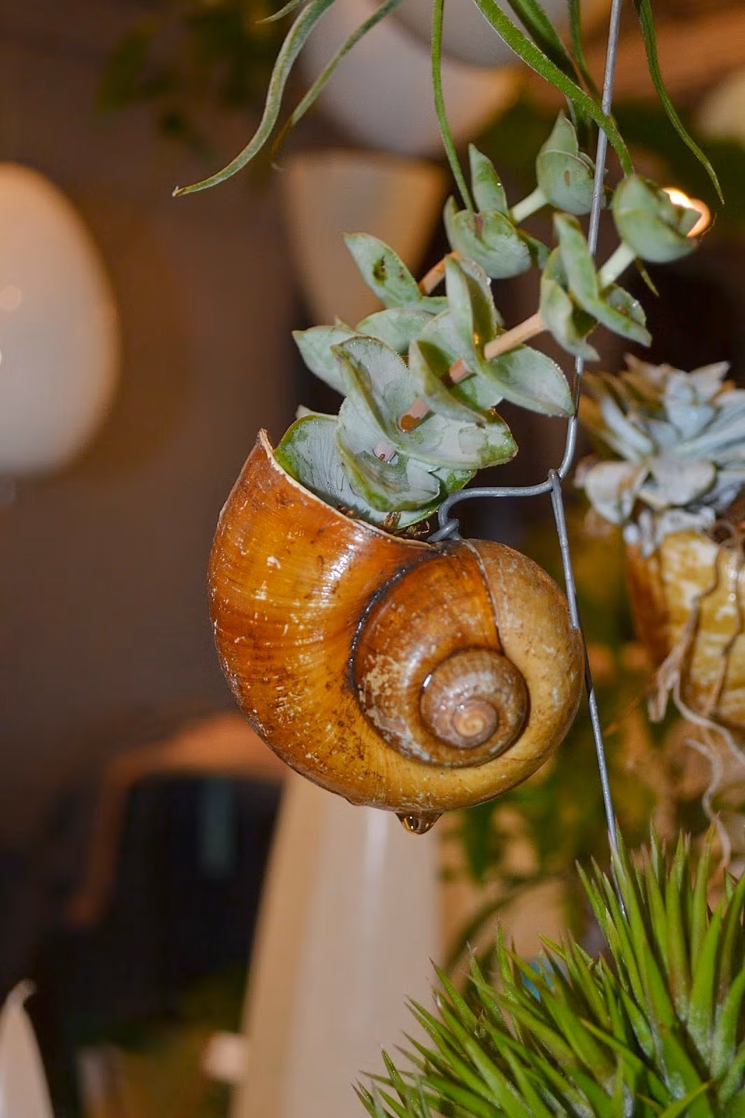 Giá của những chậu cây này cũng khá "mềm", chỉ từ 50.000 - 200.000 tùy loại. Ảnh: outlawgarden.blogspot.com.