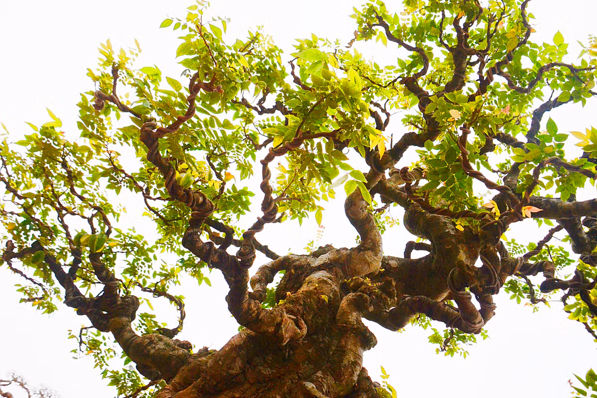 Còn phần ngọn cây nhỏ dần.