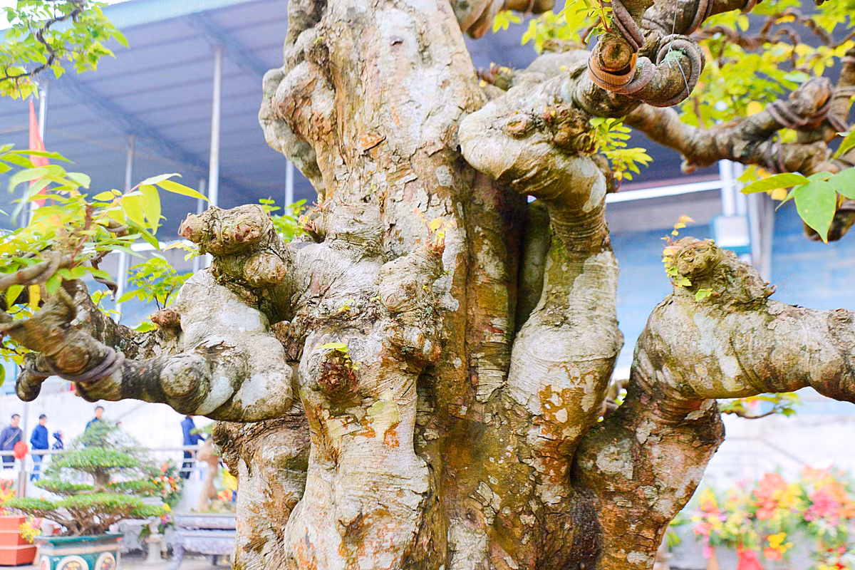 Trên thân cây khế cổ nổi nhiều u cục, bị mốc, trông khá xù xì.