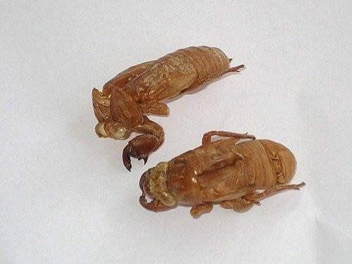 Theo Đông y, xác ve sầu có vị mặn, ngọt, không mùi, tính lạnh có tác dụng thanh nhiệt, tán phong, chống viêm, tiêu thũng, thúc sỏi. Cách chữa bệnh bằng xác ve sầu cũng rất đa dạng. Tùy từng loại bệnh sẽ có những công thức chế biến khác nhau.