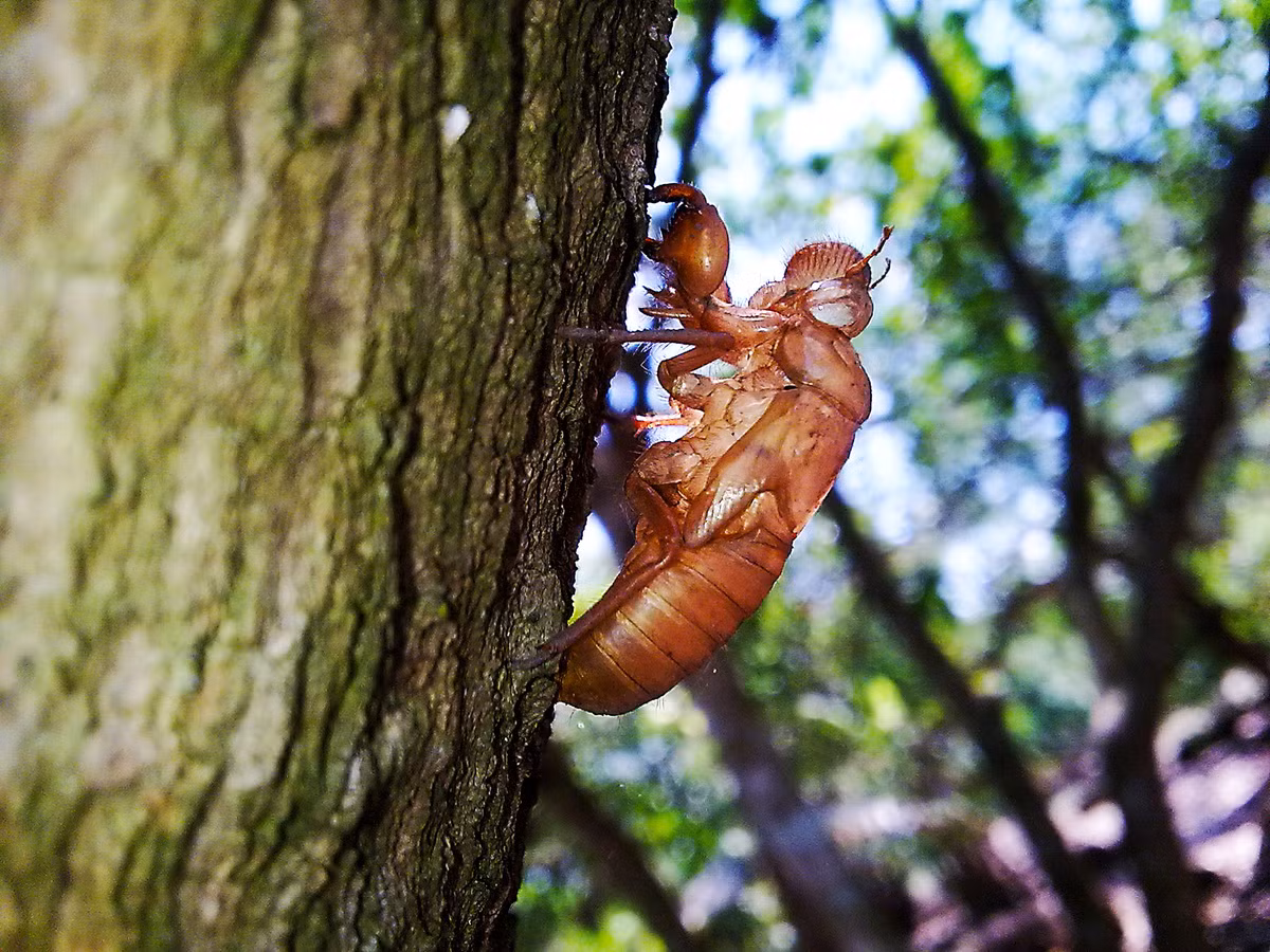 Ve sầu có tên thuốc là trách thiền. Khi ấu trùng ve lột xác thành ve sầu trưởng thành, phần xác ve sẽ được thu gom để điều chế thuốc. Xác ve sầu chữa bệnh là một bí quyết được nhiều nhà thuốc Đông y sở hữu bởi công dụng chữa bệnh của xác ve sầu đã được y học cổ truyền nghiên cứu và ghi nhận từ rất lâu.