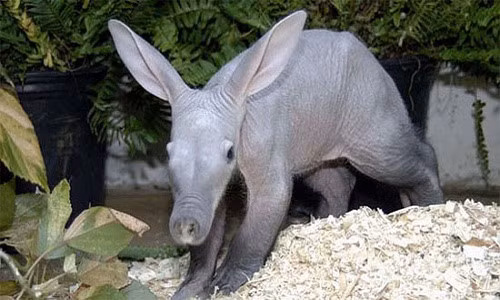 Một trong những khám phá đáng kinh ngạc về lợn đất là mỗi con có thể tiêu thụ đến 60.000 con kiến và mối trong một đêm, sử dụng chiếc lưỡi dính dài tới 30cm của nó. Lợn đất là đại diện duy nhất của bộ động vật răng ống. Răng lợn đất gồm những cái ống nhỏ xíu nằm cạnh nhau. Chúng có trọng lượng khá khiêm tốn.