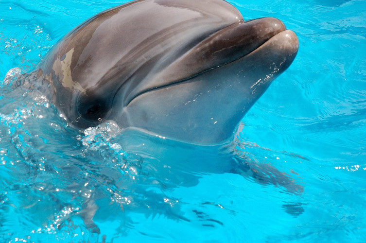 Giống như dơi, cá heo sử dụng định vị không gian, đợi âm thanh dội lại để xác định vật cản trên con đường phía trước. Dải tần số của chúng là 75 herz đến 150 kiloherz.