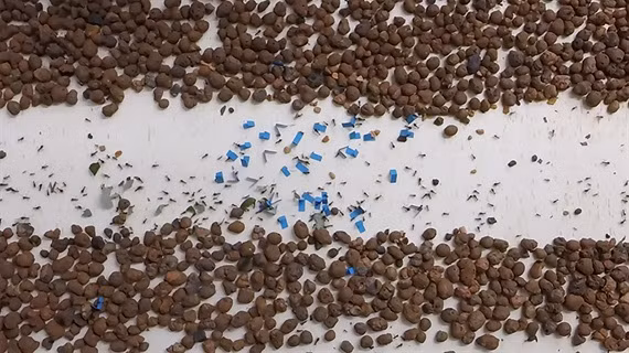 Hanh trinh kinh ngac cua cac 