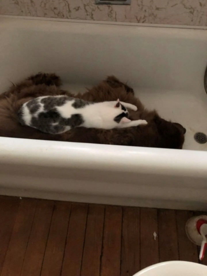 Chú chó thích nằm trong bồn tắm, còn chú mèo thích nằm trên lưng chú chó. (Nguồn: Bored Panda)