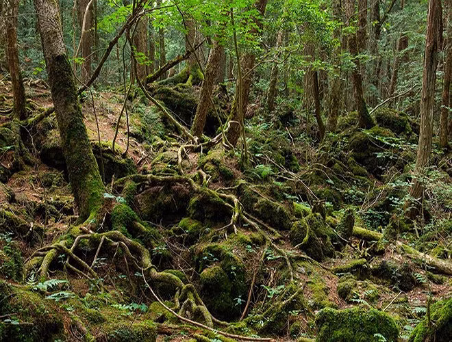 Rừng Aokigahara, Nhật Bản: từ những năm 1950, hơn 500 người đã tới chân núi Phú Sĩ để tự sát