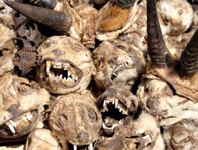 Chợ bày bán la liệt đầu lâu cũng như các bộ phận trên cơ thể các loài động vật khác nhau như cá sấu, tinh tinh, mèo, báo, hổ, linh dương, khỉ, kền kền, cú mèo, rắn…