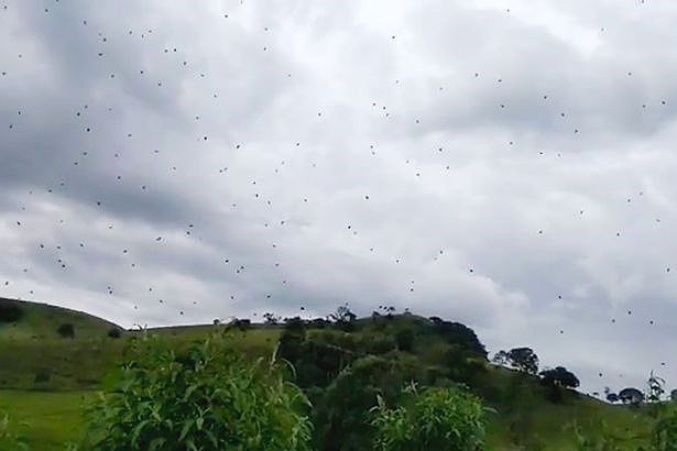 Canh con mua nhen nhen ao at tu tren troi gay khiep so