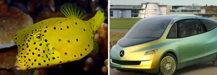 Chiếc xe ô tô Mercedes-Benz bionic ra đời vào năm 2005 là một trong những phương tiện hiệu quả nhất do hình thước và hình dạng của mình. Tuy vậy, hiếm ai biết rằng thiết kế của chiếc xe này là bản sao hình dạng khí động học của cá hộp vàng. (Theo Emgn) 