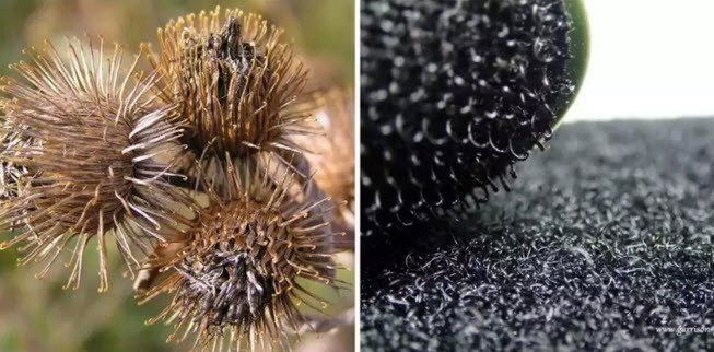 Sau khi vất vả gỡ những quả gai móc trên lông con chó của mình, kỹ sư người Thụy Sĩ, George de Mestral nảy ra ý tưởng phát minh khóa dán băng móc nhỏ, được gọi là Velcro, lấy cảm hứng từ thiên nhiên hoang dã. (Theo Emgn)