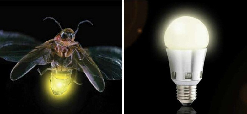 Để tăng hiệu suất của đèn LED, làm cho bóng đèn sáng hơn, các nhà khoa học đã thiết kế hình dạng của bóng đèn giống như thân dưới phát sáng của đom đóm. Thật đáng ngạc nhiên, bóng đèn sáng hơn gấp 55%. (Theo Emgn) 
