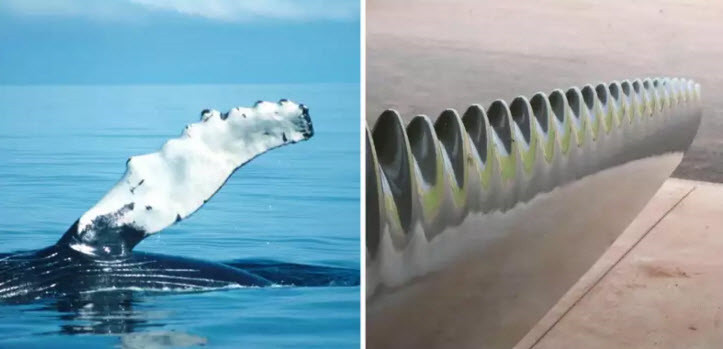 Mặc dù là khá cồng kềnh bởi thân hình khổng lồ nhưng cá voi thoải mái lướt đi dưới nước nhẹ nhàng và êm ru. Điều này là do vây của chúng gập ghềnh chứ không phẳng, cho phép chúng có di chuyển một cách dễ dàng. Khi nhà nghiên cứu Frank Fish, từ Đại học West Chester phát hiện ra ưu điểm này, những cánh quạt tuabin đã được cải tiến theo hình dạng của vây cá voi, giúp giảm tiếng ồn và phản lực vô cùng hiệu quả. (Theo Emgn) 