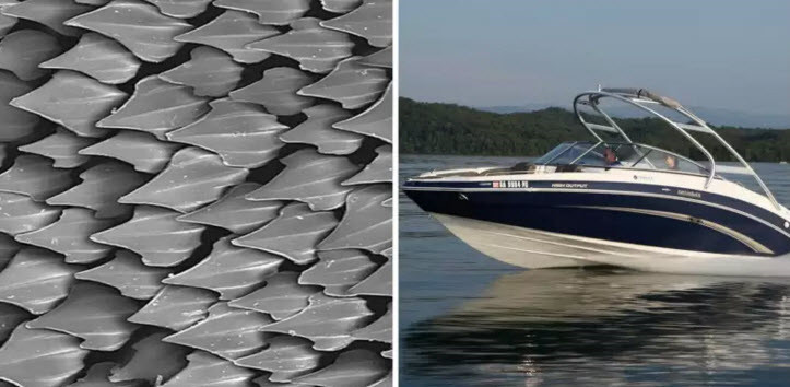 Lấy cảm hứng từ da cá mập, cơ quan hàng không vũ trụ Mỹ - NASA đã thiết kế tàu thuyền có những vệt gờ, tăng tốc độ và khả năng chịu đựng va đập của tàu thuyền lên nhiều lần. (Theo Emgn) 