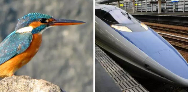 Tàu cao tốc của Nhật Bản không chỉ gây ấn tượng bởi tốc độ, độ bền mà nó còn gây ấn tượng bởi thiết kế hiện đại, tinh tế. Tuy vậy, ít người biết rằng chiếc tàu này được lấy cảm hứng từ một loài động vật hoang dã, đó là chim bói cá. Để được giảm thiểu tiếng ồn tối đa, các kỹ sư thiết kế đã thiết kế đầu tàu dài và hẹp, giống như cái mỏ của chim bói cá. (Theo Emgn) 