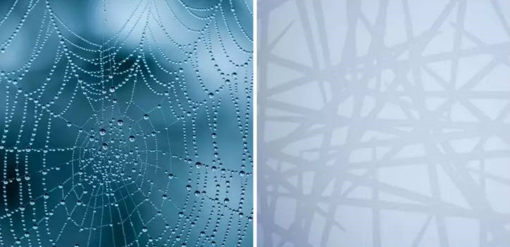 Một số loài nhện có khả năng tuyệt vời để bảo vệ tấm mạng nhện mà mình kỳ công xây dựng với một lớp phủ phản chiếu tia cực tím. Bằng cách này, những con chim sẽ không bay vào mạng nhện và phá nát nó. Kỹ sư người Đức đã lấy cảm hứng sáng tạo từ loài nhện và phát minh ra kính Ornilux, loại kính được ép sợi phản chiếu tia UV mắt người không nhìn thấy nhưng chim lại nhận biết rất rõ, giúp những con chim không bị đâm đầu vào kính và chết oan uổng. (Theo Emgn)