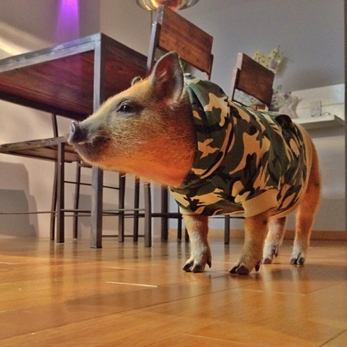 Tuy nhiên, khi lớn lên, Jamon vẫn không mất đi vẻ hồn nhiên, đáng yêu.