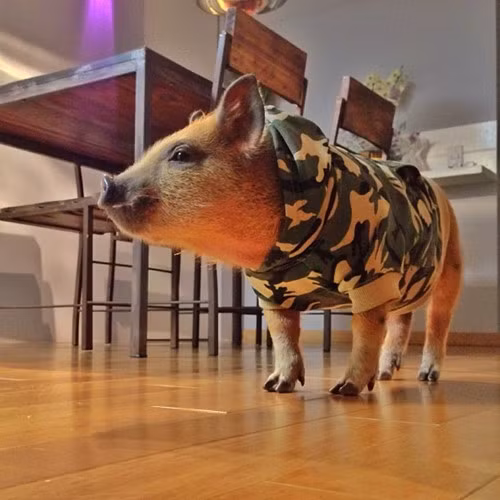 Tuy nhiên, khi lớn lên, Jamon vẫn không mất đi vẻ hồn nhiên, đáng yêu.