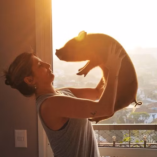 Con lợn cưng được chủ nhân rất mực yêu thương.