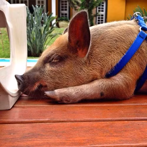 Những bức ảnh xinh đẹp này thực sự khiến những người đang có ý định nhận nuôi một con lợn làm thú cưng không còn phải phân vân nhiều nữa.