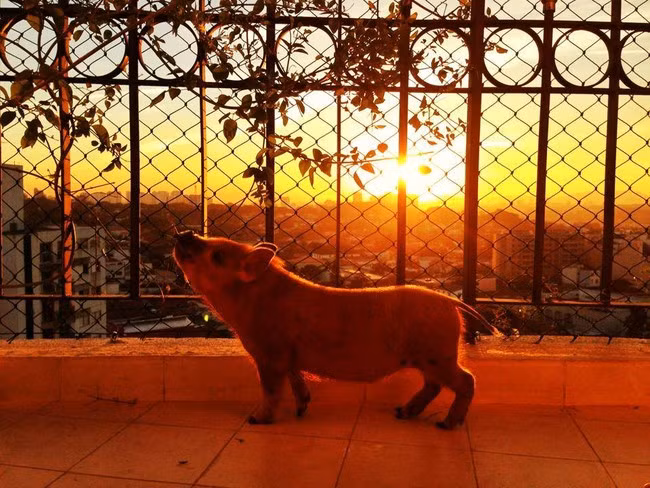 Kích thước nhỏ nhắn của nó chỉ là nhỏ khi so với những người họ hàng của nó. 