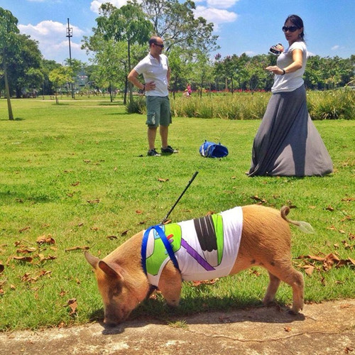 Con lợn nhỏ tận hưởng cuộc sống thanh bình.