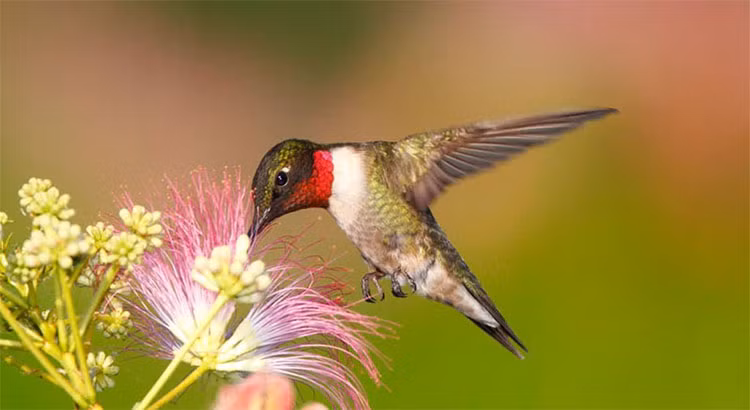 Loài chim có khả năng "dị": Ăn gấp đôi trọng lượng cơ thể - Hình 3 Loai chim co kha nang