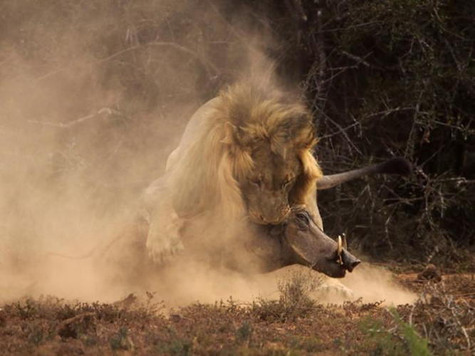 Sư tử liên tục cắn tới tấp vào đầu lợn nanh sừng khiến nó hoảng loạn, không xoay xở được cách gì để chống lại.