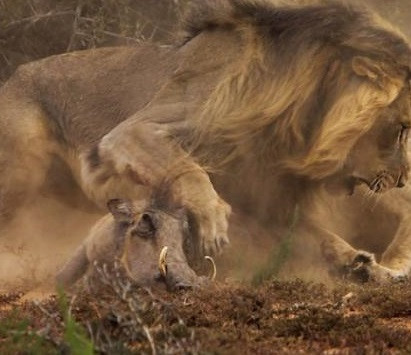 Lợn nanh sừng vô tình thách thức niềm kiêu hãnh của chúa rừng xanh, và kết thúc trong sự chết chóc.