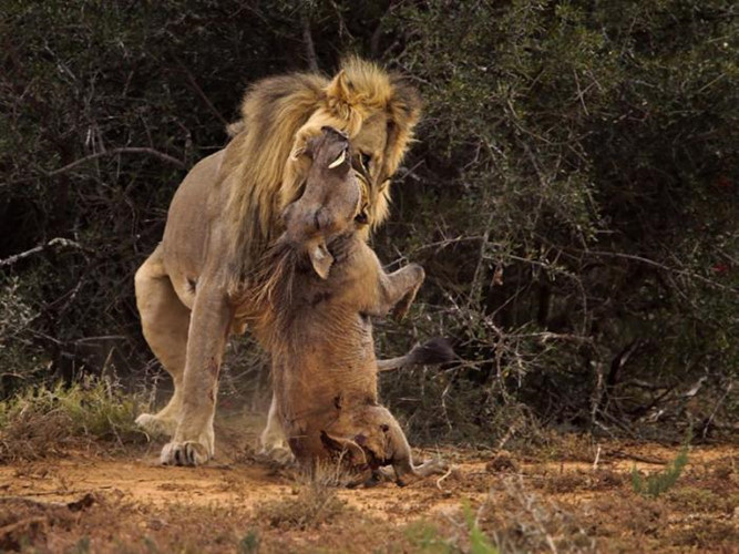 Sư tử dùng răng sắc nhọn gặm cổ con mồi tha lôi đi đánh chén.
