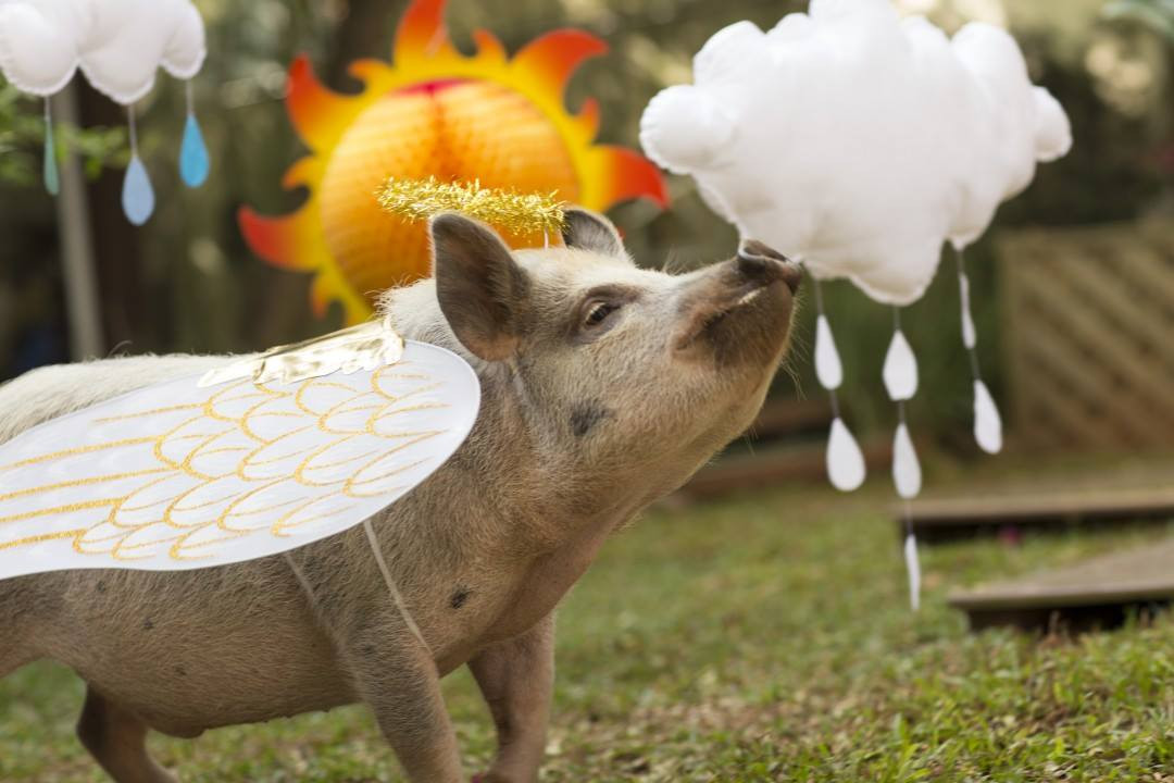 Khi mới nhận về, chú lợn nhỏ xíu như một con cún con.