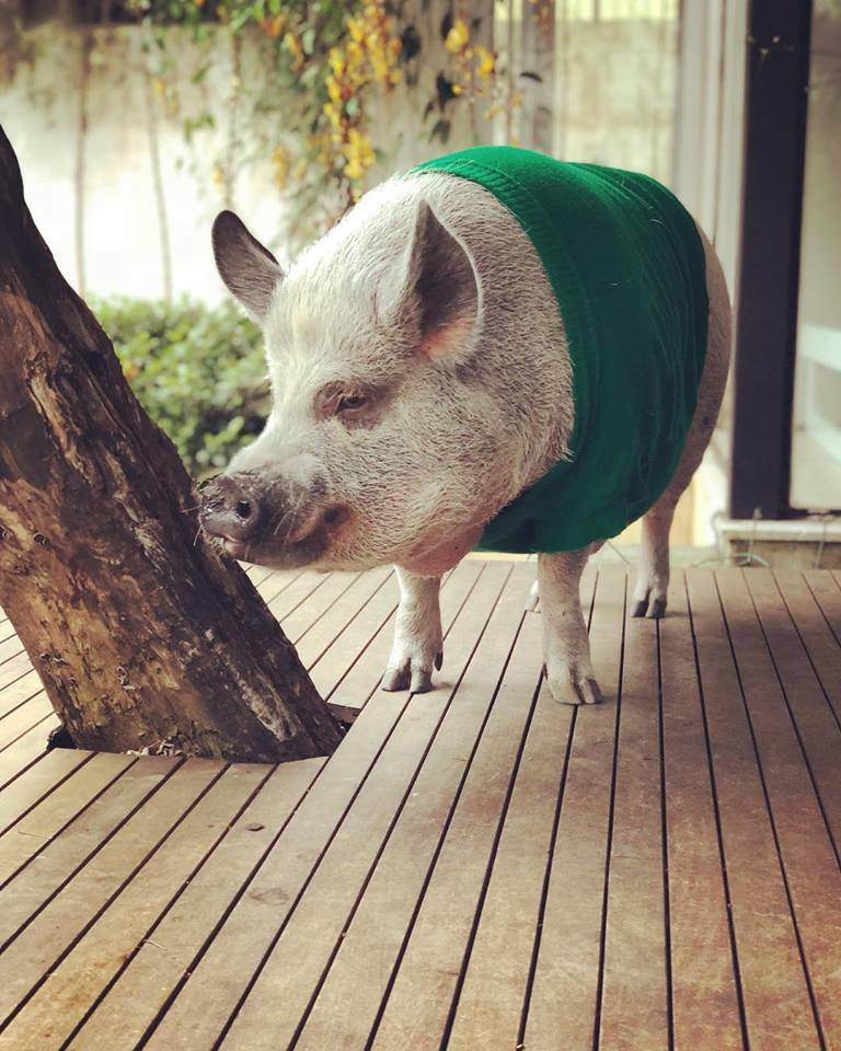 Thông thường, người ta thường nghĩ những chú lợn nhỏ như Jamon sẽ mãi duy trì kích thước nhỏ nhắn của mình nhưng thực ra không phải. 