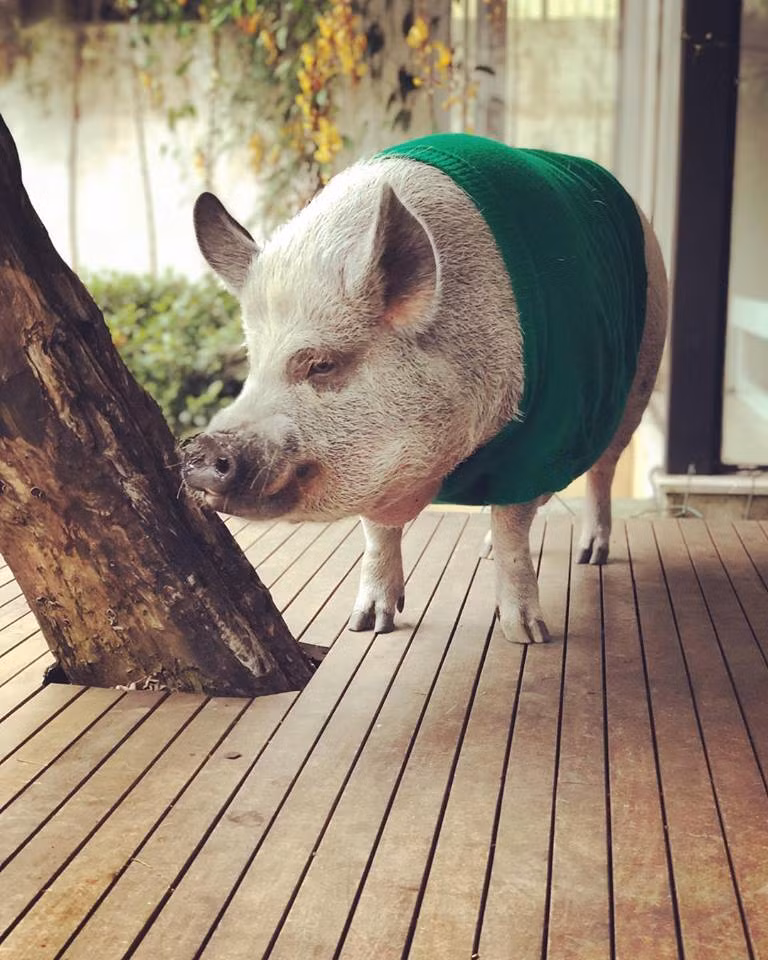 Thông thường, người ta thường nghĩ những chú lợn nhỏ như Jamon sẽ mãi duy trì kích thước nhỏ nhắn của mình nhưng thực ra không phải. 